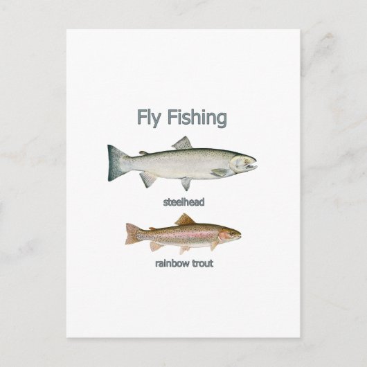 Regenbogenforelle - Steelhead Postkarte (Vorderseite)