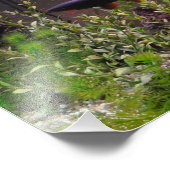 Regenbogenhai-Foto Fotodruck (Ecke)