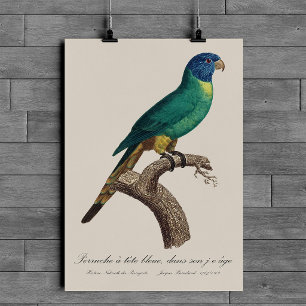 Regenbogenlori Jungtier Trichoglossus moluccanus Poster