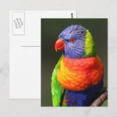 Regenbogenlori Postkarte (Vorne/Hinten)