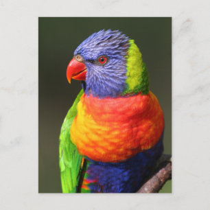 Regenbogenlori Postkarte