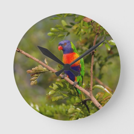 Regenbogenlori Runde Wanduhr (Vorderseite)