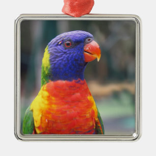 Regenbogenlori (Trichoglossus haematodus 2 Silbernes Ornament