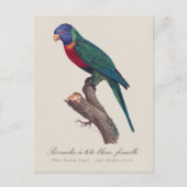 Regenbogenlori-Weibchen, Trichoglossus moluccanus Postkarte (Vorderseite)
