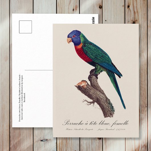 Regenbogenlori-Weibchen, Trichoglossus moluccanus Postkarte