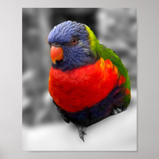 Regenbogenlorikit poster (Vorne)