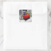 Regenbogenlorikit quadratischer aufkleber (Tasche)