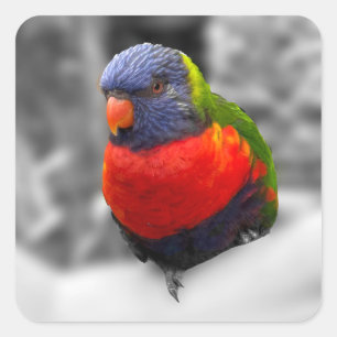 Regenbogenlorikit quadratischer aufkleber