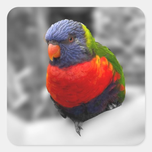 Regenbogenlorikit quadratischer aufkleber (Vorderseite)