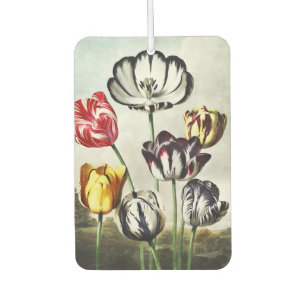 Regency-Stil Tulpen in verschiedenen Farben mit St Autolufterfrischer