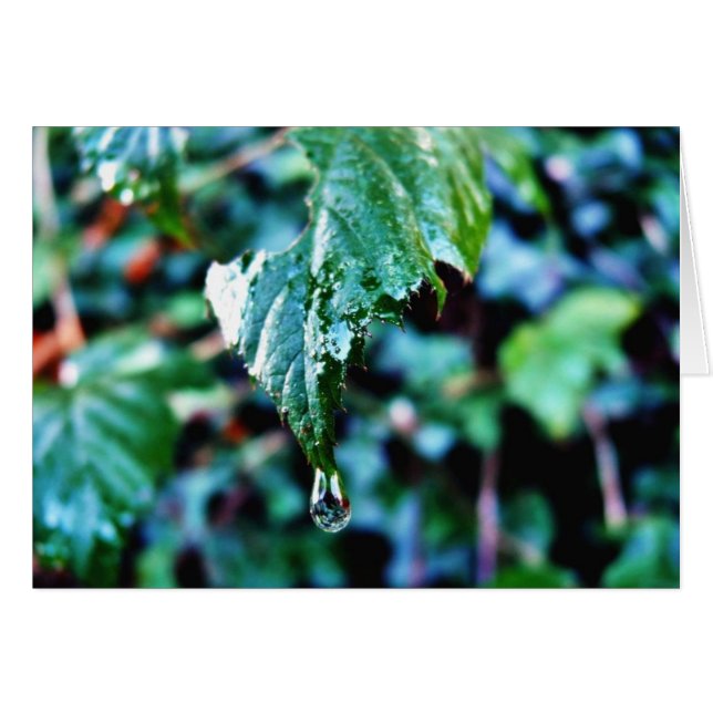 Regenfall (Vorderseite (Horizontal))