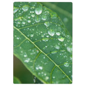 Regenfälle auf Papaya-Leaf Klemmbrett (Rückseite)