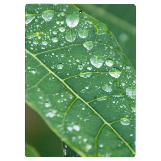 Regenfälle auf Papaya-Leaf Klemmbrett (Rückseite)