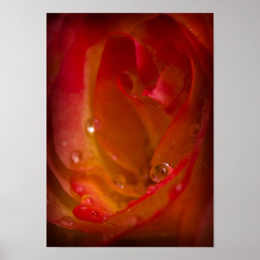 Regenfälle auf Rose 4 Poster (Vorne)