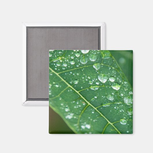 Regenfälle auf tropischem Papaya-Leaf Magnet (Vorderseite/Rückseite)
