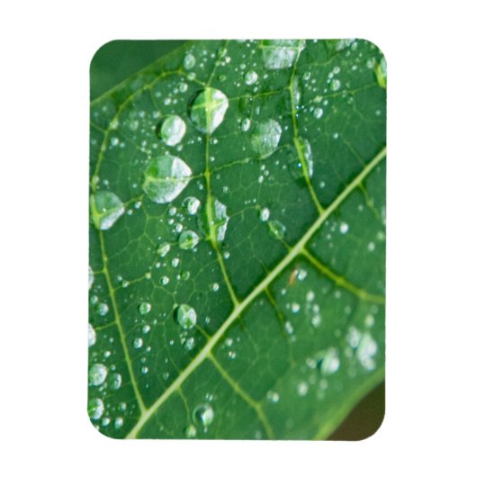 Regenfälle auf tropischem Papaya-Leaf Magnet (Vertikal)