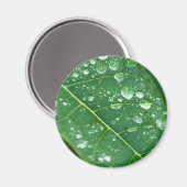 Regenfälle auf tropischem Papaya-Leaf Magnet (Vorderseite/Rückseite)