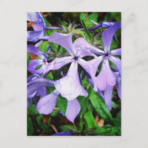 Regenfälle bei Wildblumen#Wildblume Postkarte