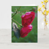 Regenfälle Karte (Gelbe Blume)