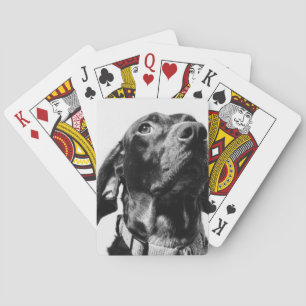 Regenhund Spielkarten