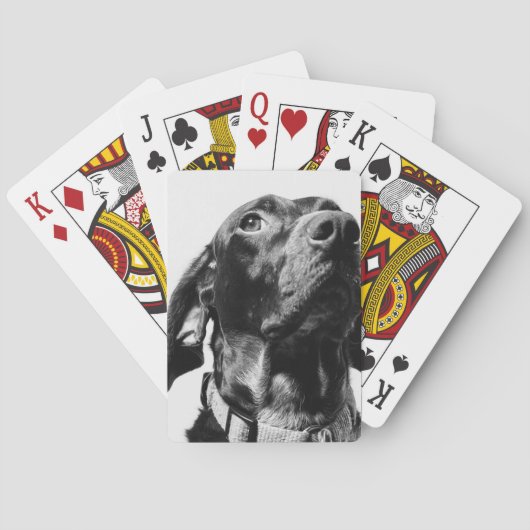 Regenhund Spielkarten (Rückseite)