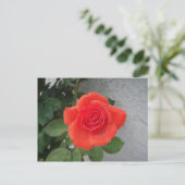 regenküsste Rose Postkarte (Stehend Vorderseite)