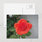 regenküsste Rose Postkarte (Vorne/Hinten)