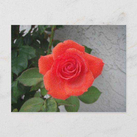 regenküsste Rose Postkarte (Vorderseite)