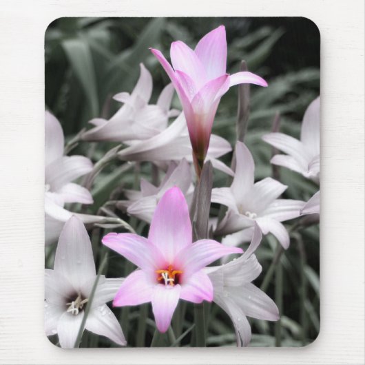 Regenlilien Mousepad (Vorne)