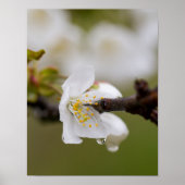 Regenpfropfpapier (Matte) Poster (Vorne)