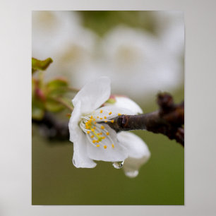 Regenpfropfpapier (Matte) Poster