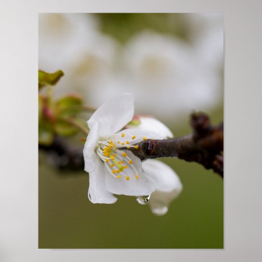Regenpfropfpapier (Matte) Poster (Vorne)