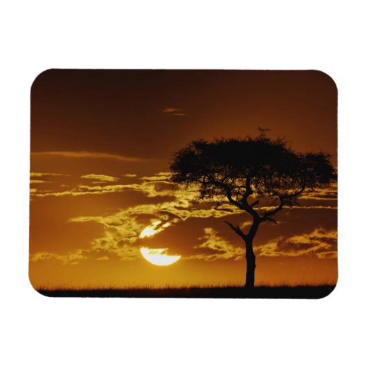 Regenschirm Thorn Acacia, Acacia tortilis, Magnet (Horizontal)