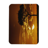 Regenschirm Thorn Acacia, Acacia tortilis, Magnet (Vertikal)