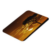 Regenschirm Thorn Acacia, Acacia tortilis, Magnet (Linke Seite)