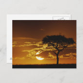 Regenschirm Thorn Acacia, Acacia tortilis, Postkarte (Vorne/Hinten)