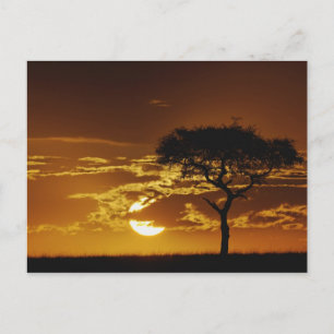 Regenschirm Thorn Acacia, Acacia tortilis, Postkarte