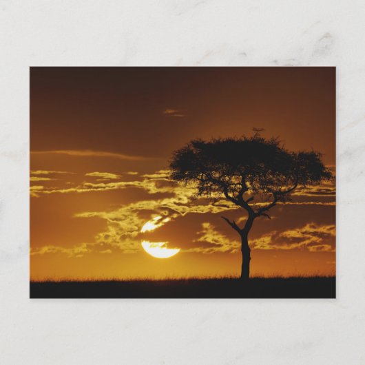 Regenschirm Thorn Acacia, Acacia tortilis, Postkarte (Vorderseite)