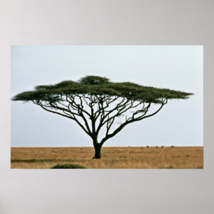 Regenschirm Thorn Acacia Tree Poster