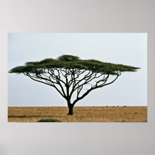Regenschirm Thorn Acacia Tree Poster (Vorne)