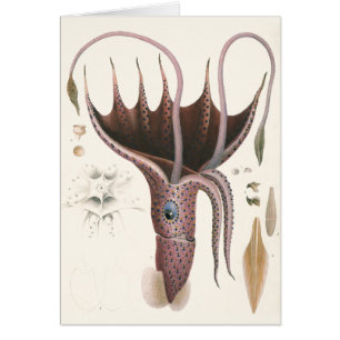 Regenschirm-Tintenfisch, Vintage Meeresleben Tiere