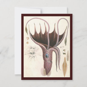 Regenschirm-Tintenfisch, Vintage Meeresleben Tiere