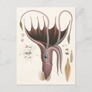 Regenschirm-Tintenfisch, Vintage Meeresleben Tiere Postkarte
