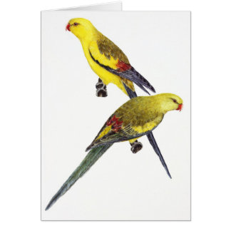 Regent Parrot Pair - Polytelis anthopeplus