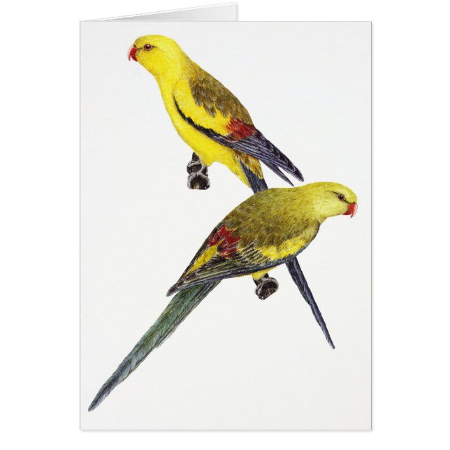 Regent Parrot Pair - Polytelis anthopeplus (Vorne)