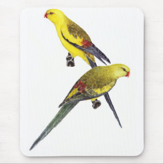 Regent Parrot Pair - Polytelis anthopeplus Mousepad