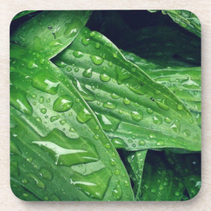 Regentag-Hosta-Blätter Getränkeuntersetzer