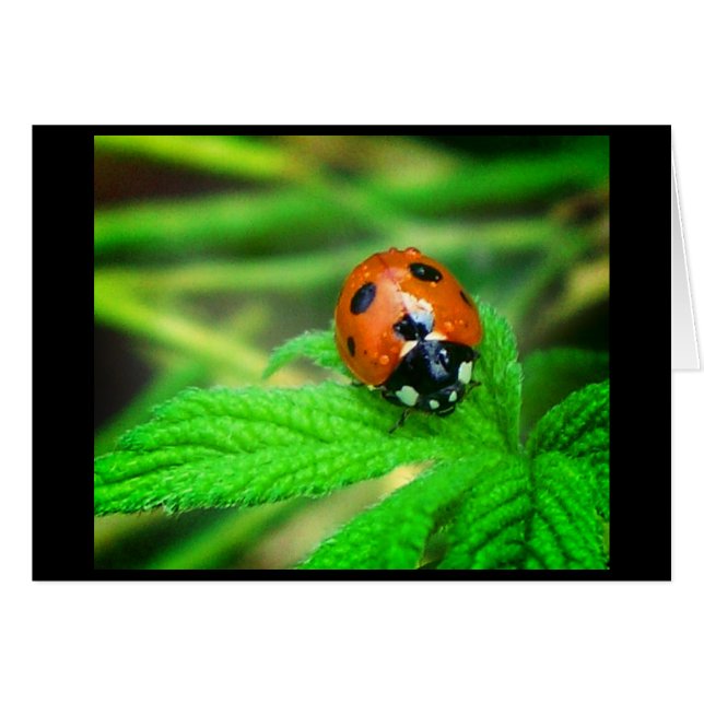 Regentage (Vorderseite (Horizontal))