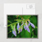 Regentagsgarten Postkarte (Vorne/Hinten)