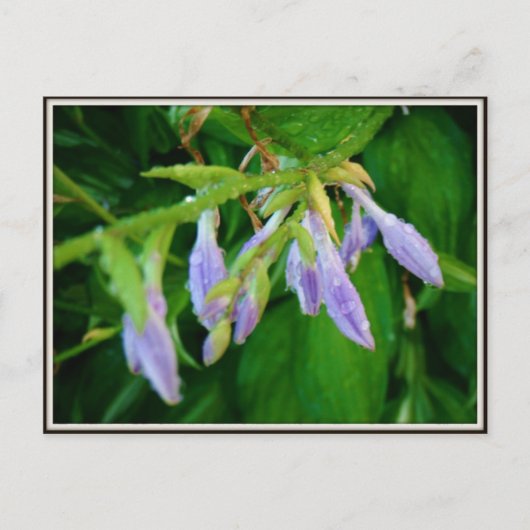 Regentagsgarten Postkarte (Vorderseite)